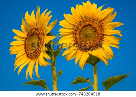 Bright yellow sunflowers background. Sunflowers garden. Sunflowers have abundant health benefits. Sunflower oil improves skin health and promote cell regeneration.Beautiful flower in the garden.