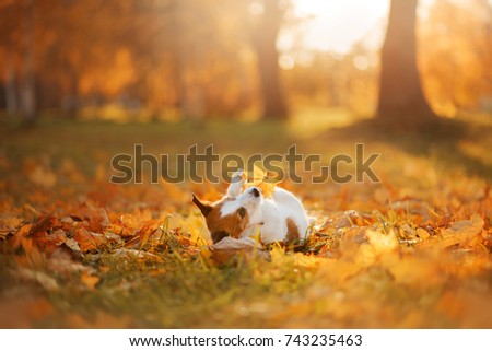  dog breed Jack Russell Terrier in the Park. Autumn mood, the leaves