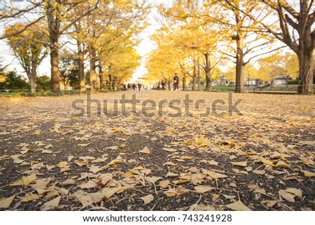 The ground covered with ginkgo leaves in autumn, Tokyo, Japan.