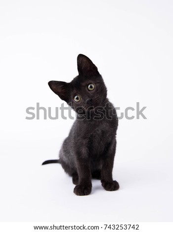 Black Kitten Sitting on White Background