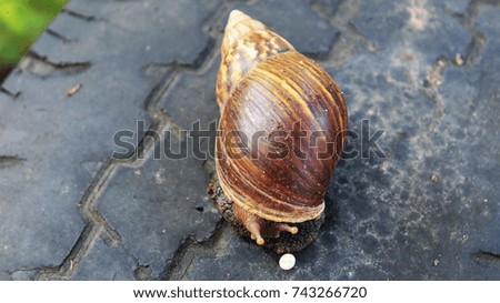 Asian snail giving egg