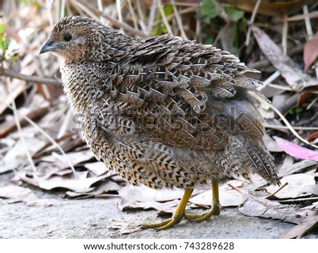 Brown Quail with fluffy feathers