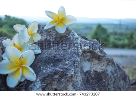 Tropical flower Plumeria