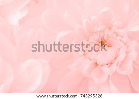 Pink flowers, Close up petal of pink Chrysanthemum flowers or pink flowers image use for web design and flowers background