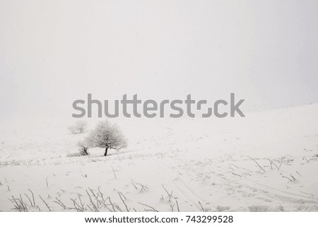 Lonely tree at winter