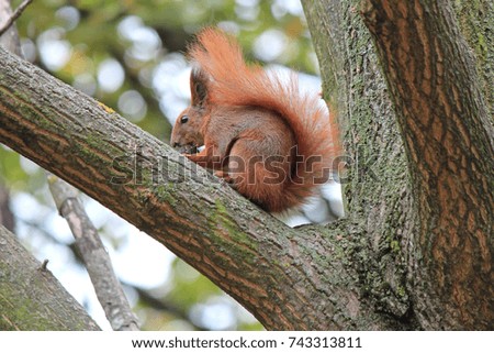 squirrel gnaws a nutlet