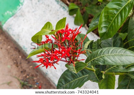 Plant with red colored Siamese Red Lxora flower planted in an outdoor environment. A good practice to benefit the environment. With selective focus on the subject and blurred background. 1012