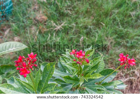 Plant with bunch of red colored flower planted in an outdoor environment. A good practice to benefit the environment. With selective focus on the subject and blurred background. 29 botanical garden