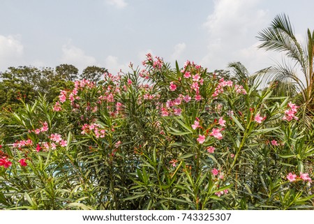 Plant with bunch of rose or pink colored oleander flower planted in an outdoor environment. A good practice to benefit the environment. With selective focus on the subject and blurred background.