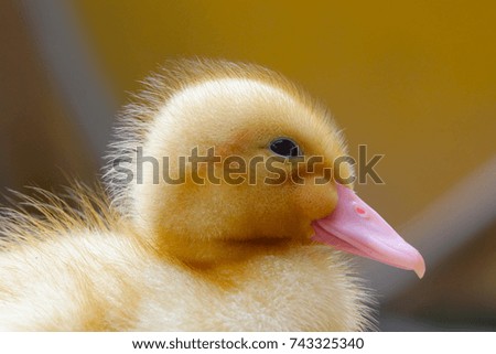 Baby Duck Closeup