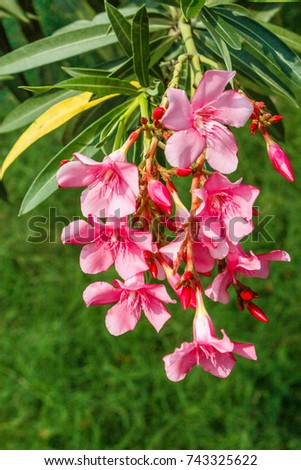 Plant with bunch of rose or pink colored oleander flower planted in an outdoor environment. A good practice to benefit the environment. With selective focus on the subject and blurred background. 1016