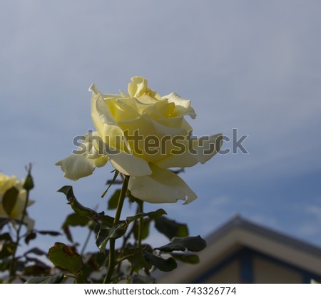 Gloriously magnificent romantic beautiful canary yellow tinged pale cream fully blown hybrid tea  roses blooming  in  late spring  add fragrance and color to the urban  landscape.