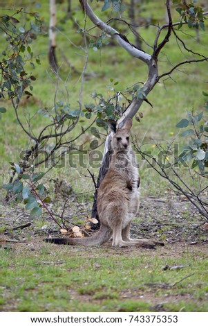Baby kangaroo in a wild in spring in Australia
