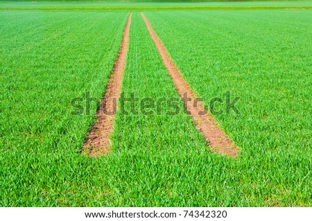 Tire Path In green Field in springtime