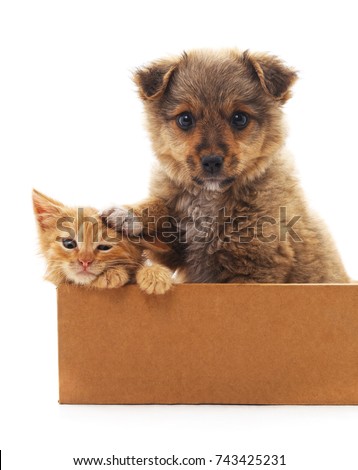 Puppy and kitten in a box isolated on white background.