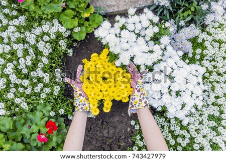 hands of gardener in gloves planting. Planting flowers in a garden. people, gardening, flower planting and profession concept - close up of woman or gardener hands planting