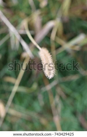 Blurred green and dried grass 