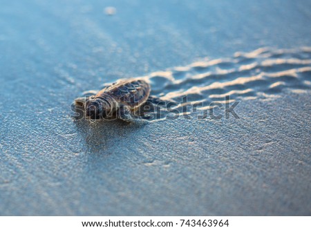 Baby Sea Turtle Tracks at Sunrise Royalty-Free Stock Photo #743463964