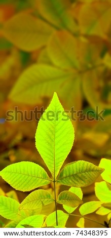 Green leaves with copyspace