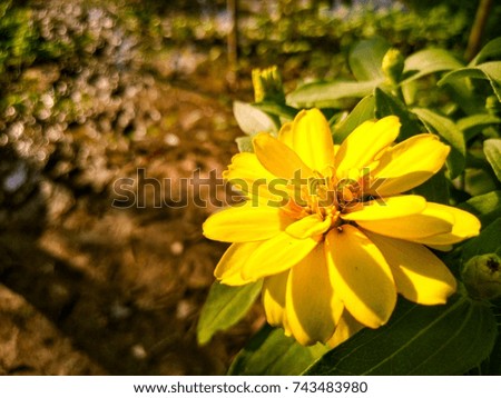 A close-up picture of a yellow flower shining in the morning.