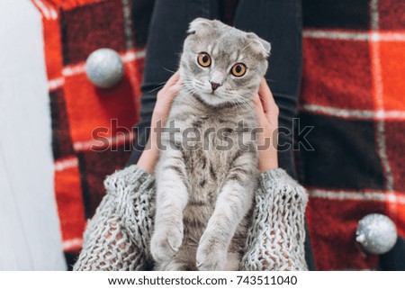 A girl decorating a Christmas tree and a playing with a scottish fold cat.