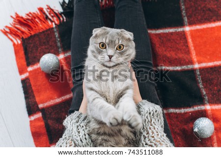 A girl decorating a Christmas tree and a playing with a scottish fold cat.