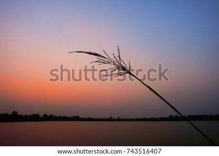 Silhouette grass On the sunset background