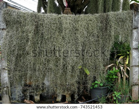 Spanish Moss hanging on steel fence