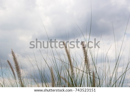 grass pampas : susuki plants
