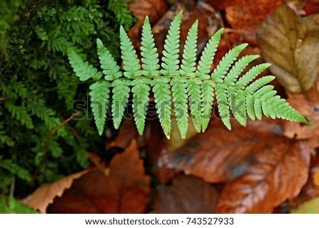Autumn picture of single green fern in the forest growing from moss with wet brown leaves on the ground behind