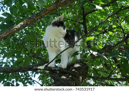 Young black and white cat standing on a cherry tree branch. Summer sunny day.