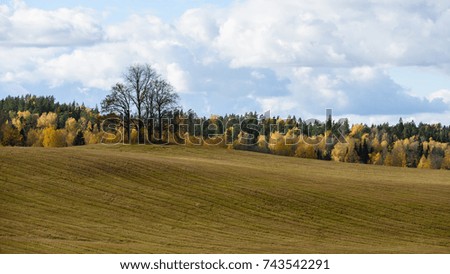 countryside fields in autumn with lonely gold colored trees and cloudy sky