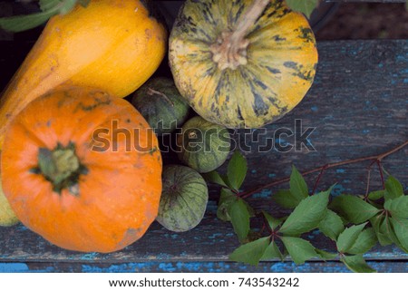 Autumn harvest of pumpkins still life of multi-colored