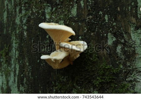 forest mushrooms on a background of green moss