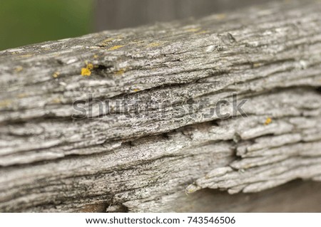 Close up shot of a section of a weathered piece of wood