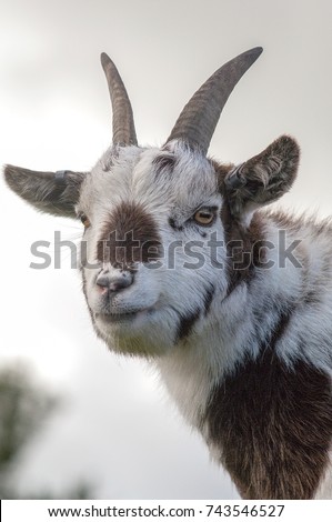 Head shot of a white and brown furred goat