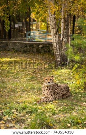 North Chinese leopard resting in a ZOO cage