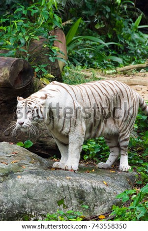 The white tiger or bleached tiger is a pigmentation variant of the Bengal tiger, which is reported in the wild from time to time in the Indian states of Assam, West Bengal