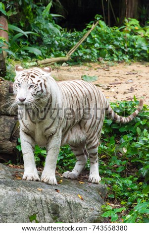 The white tiger or bleached tiger is a pigmentation variant of the Bengal tiger, which is reported in the wild from time to time in the Indian states of Assam, West Bengal