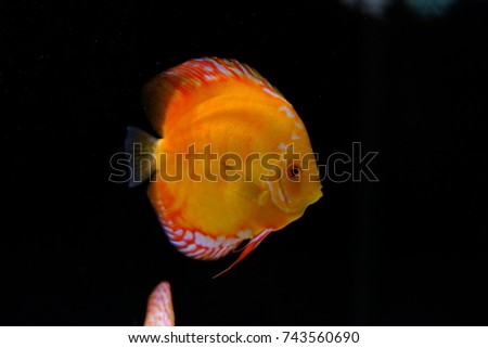 Yellow discus in tank with solid black background