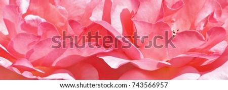 Close up of a beautiful pink rose