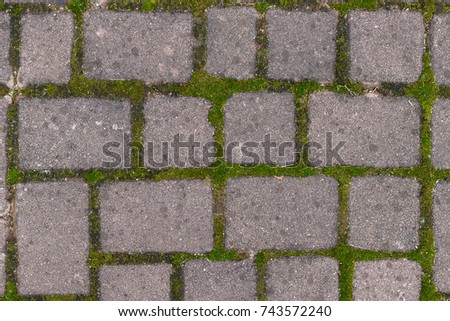 Paving with moss in the crevices