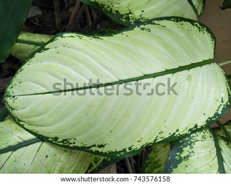 leaf pattern light green 