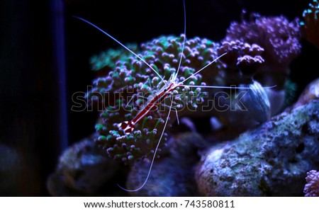 Cleaner Shrimp in Aquarium