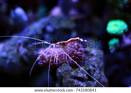 Cleaner Shrimp in Aquarium