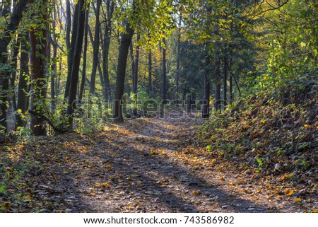 Forest path backlit
