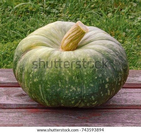 Pumpkin one fruit green lies on a table made of wooden brown planks on the background of green grass by day closeup
