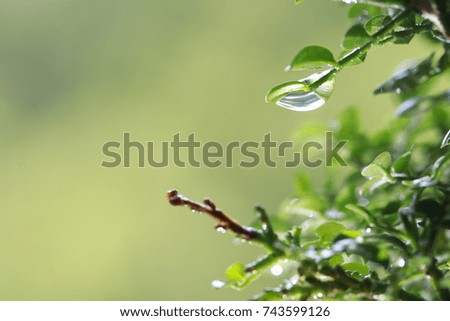 Dew on Small green tree and green background 
