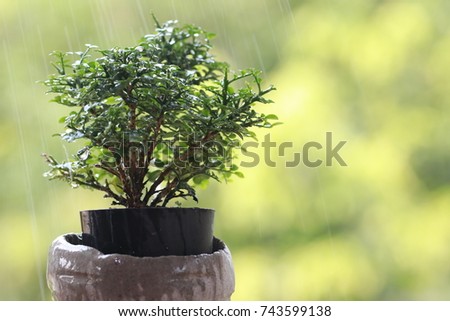 Small green tree and green background 