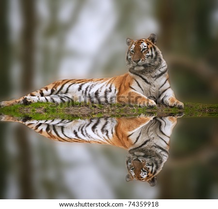 Beautiful image of tiger relaxing on grassy bank reflection in water
